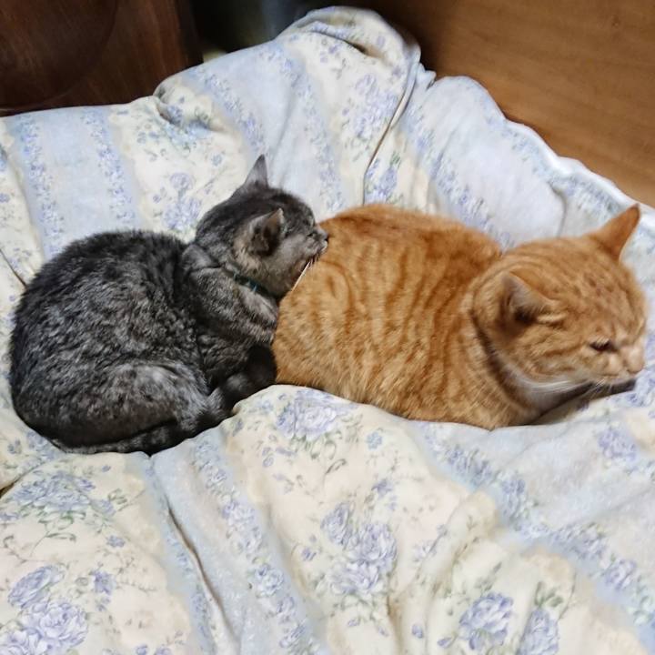 D6b9fd64 80f5 42fe baa4 15c2a8bdb86a 1575635251200