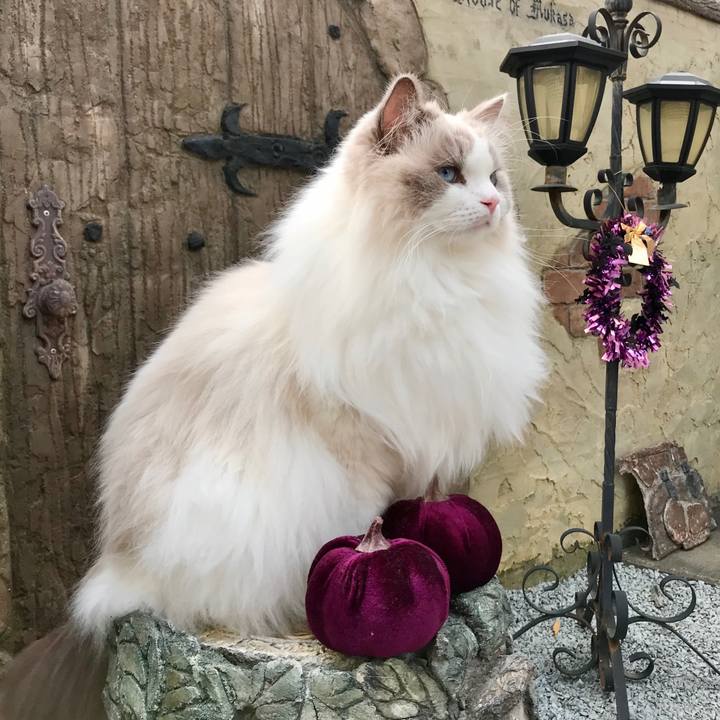 D6beba79 e0ca 4002 9faa acbbe76ad2ab 1603870287919