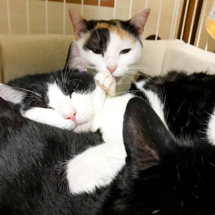 D6bf53a3 8ac9 4668 825e 138ebe0d808f 1516889989366