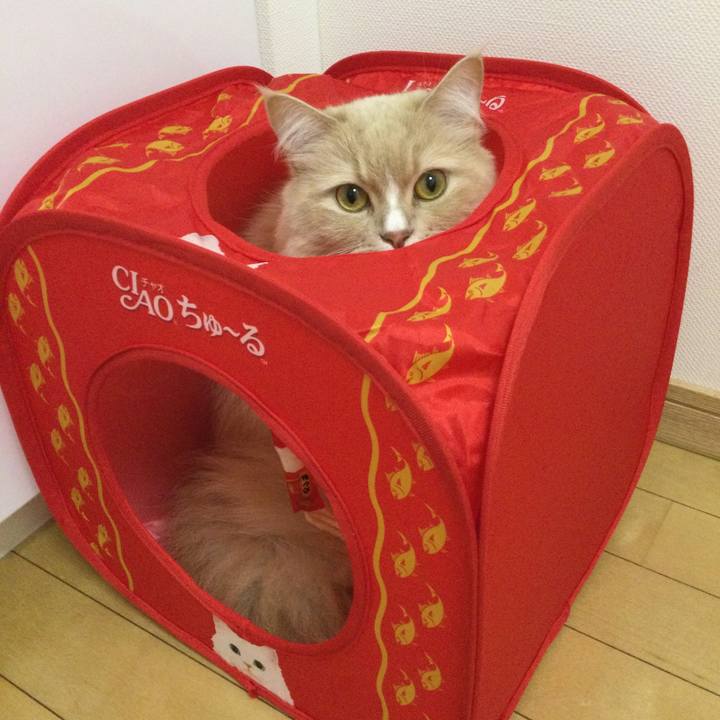 D6c31440 48fe 4b25 96af 0641d8e2ac03 1678795196630