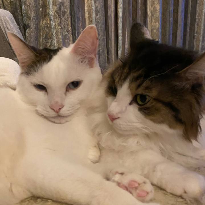 D6c66634 3217 4cff a1e0 b0ac72a49af3 1698749406152