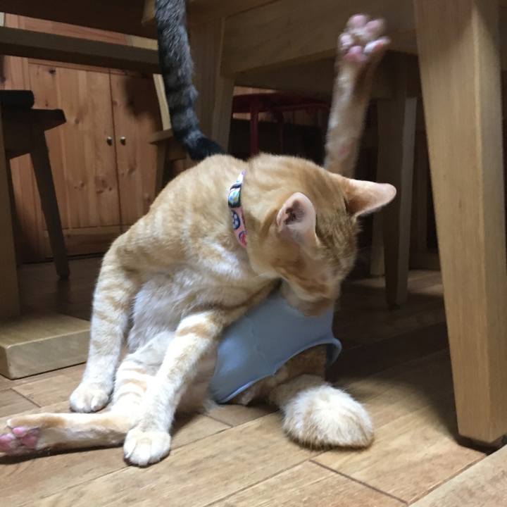 D6c830da 32fc 45b4 be6b 16dbafd1c3bb 1520946207611