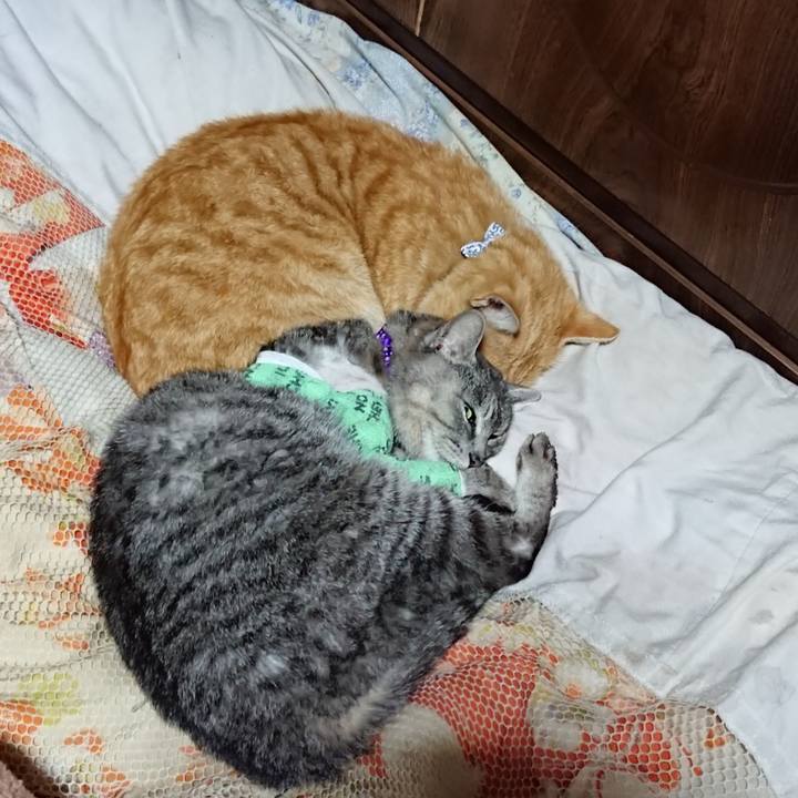 D6c83179 9249 4080 ad05 20ca6f4f8bf1 1587210479213