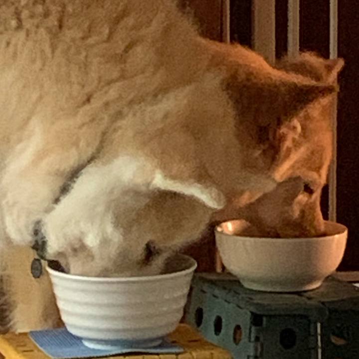 D6c9900b 2836 4a9f b31e 446fc3a345ae 1592717231381