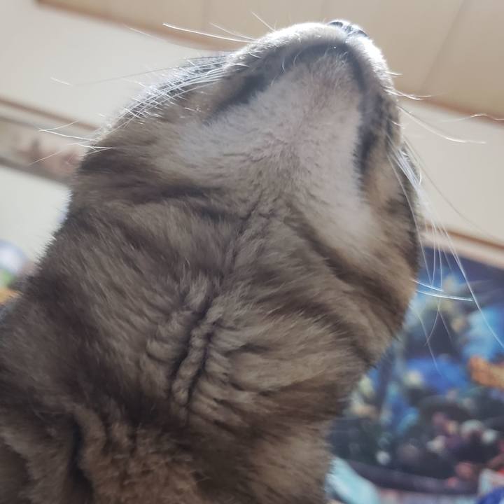 D6cbf18a 2aed 431d b7a3 be6d744d06eb 1544708832205