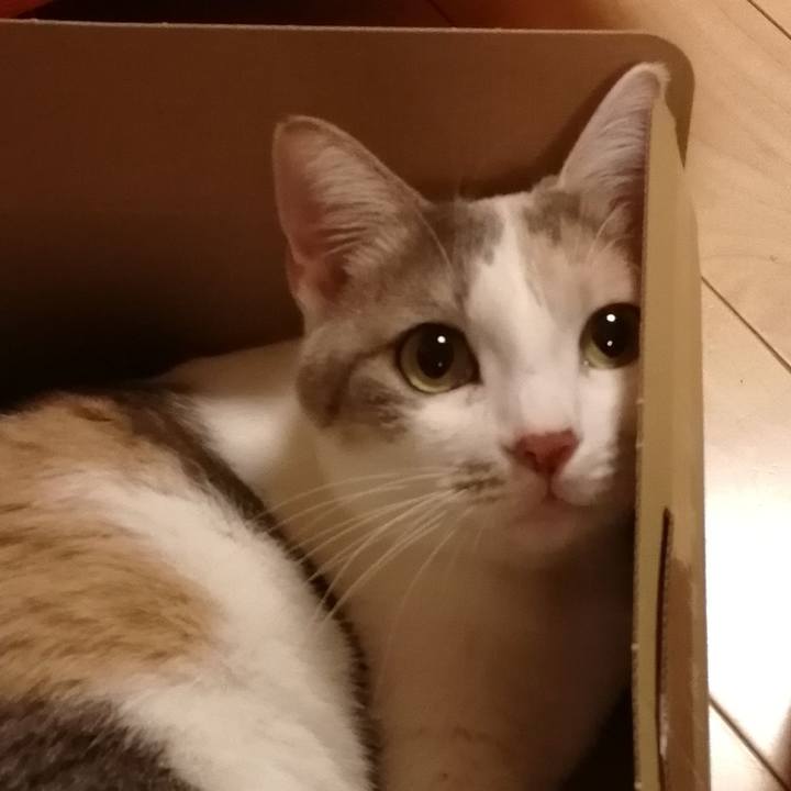 D6cdd10e cff5 4acc 943c da17cbdd47c2 1543445810820