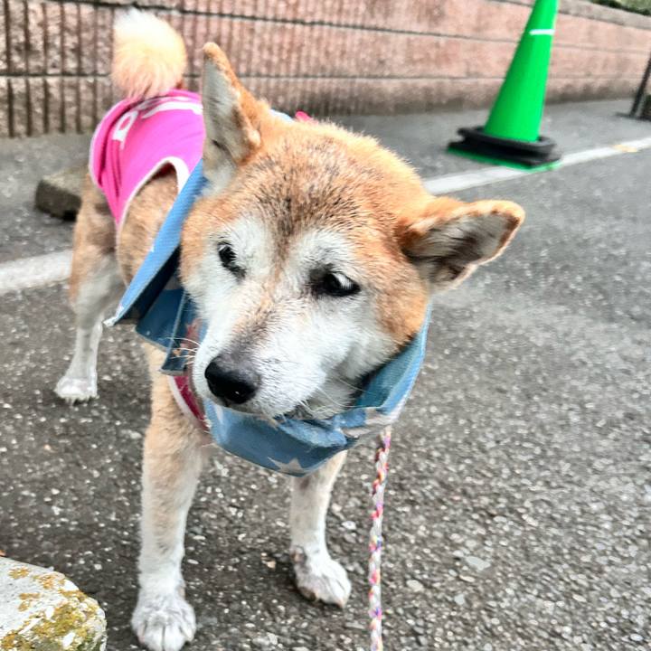 D6cf5e3c e251 4641 a302 891d5b6c7c4d 1763452365689