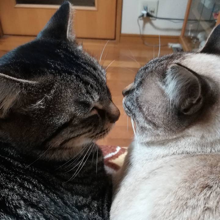 D6cf76a2 a59a 4d4a 96d5 d0c22846d9f9 1544919053668