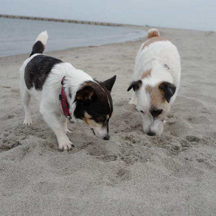 D6d1c956 2554 44b6 acd7 7df69e40d1bf 1562818754222