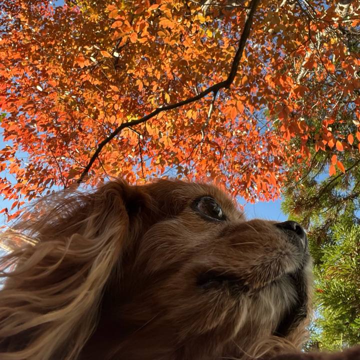 D6d4fcb4 2aee 434e b90f 9eddefe55c47 1732321047241