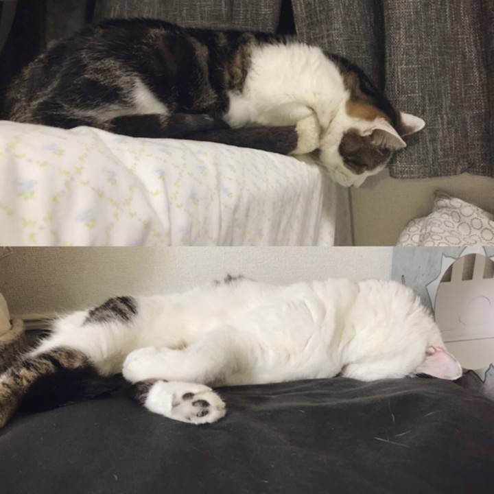 D6d5cf44 994e 4603 8433 e77f449f9c62 1559883158644