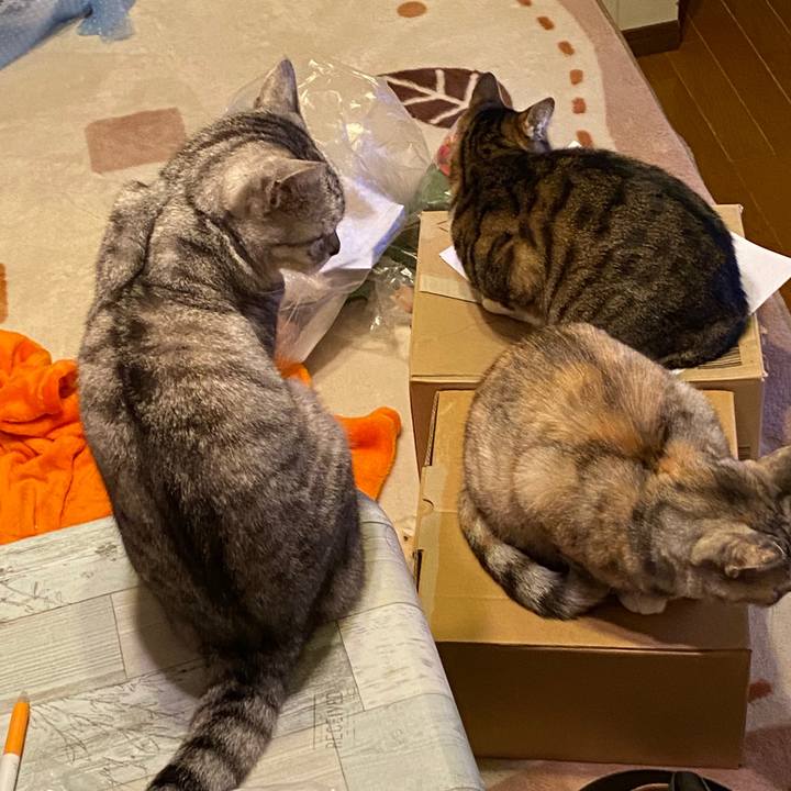 D6dc4e46 a393 412e a6e6 eddd6ab03cc5 1577025060014