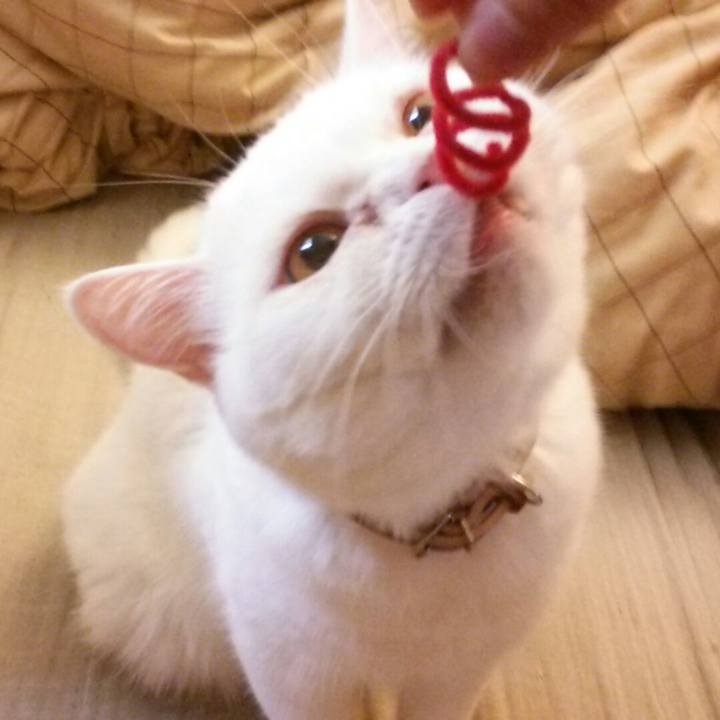 D6e1d9cf 6175 48a7 8343 900cbd2936a2 1507848897493