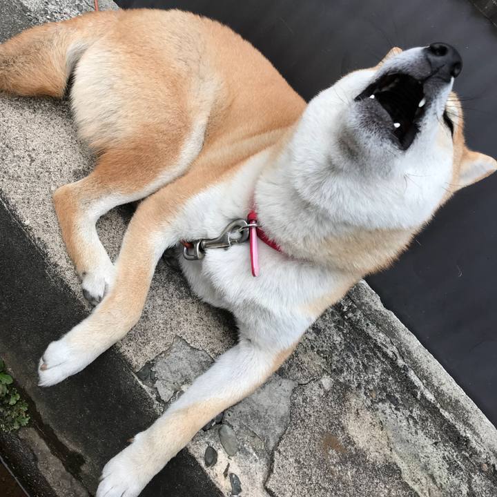 D6e6f188 93ad 46ec 920e 3272f2640f56 1510229874018