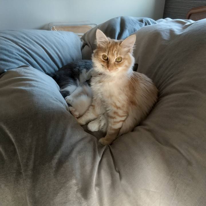 D6ed0c1f ff69 4d7a baed a98646805f91 1617934982703