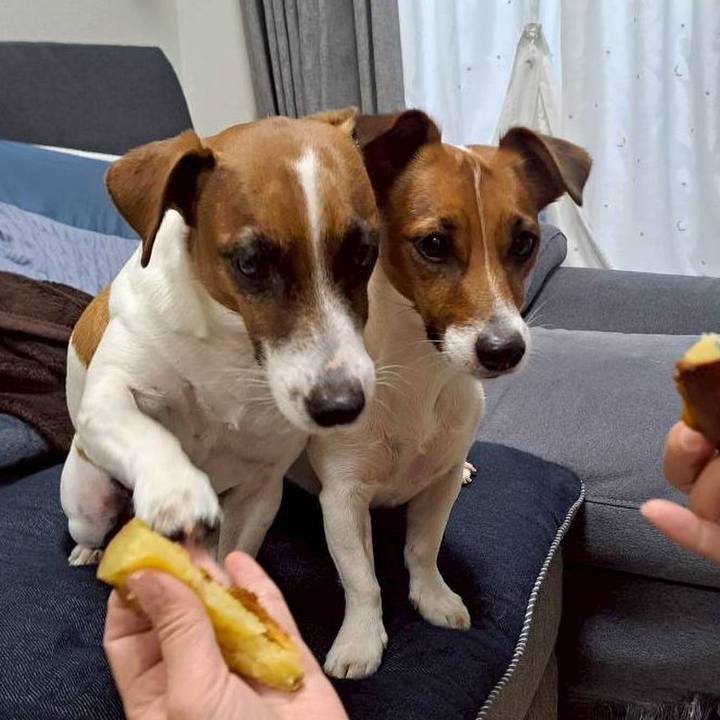 D6f4c8af be71 42a6 9567 b45dedb5ed46 1767536764297