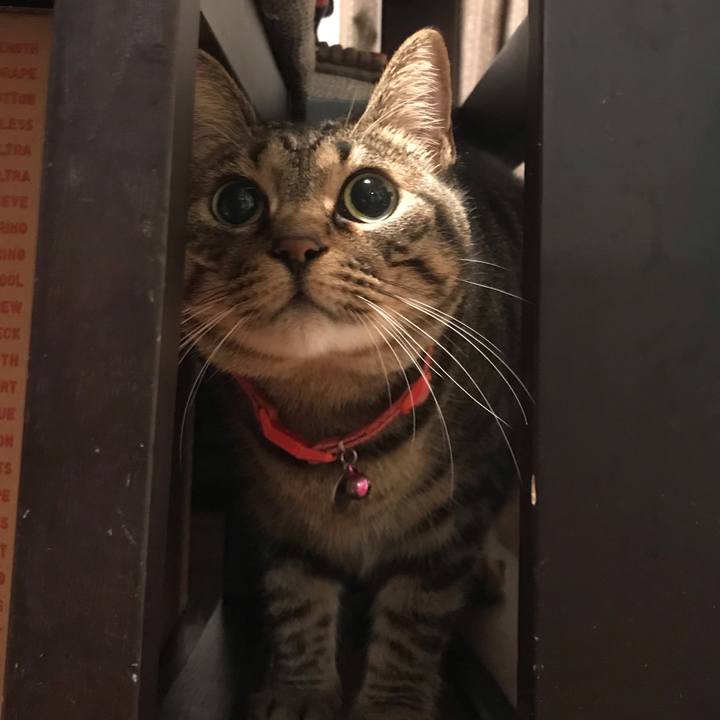 D6f6dab0 4fad 4e19 b6d7 7dd615fe3b83 1546804477929