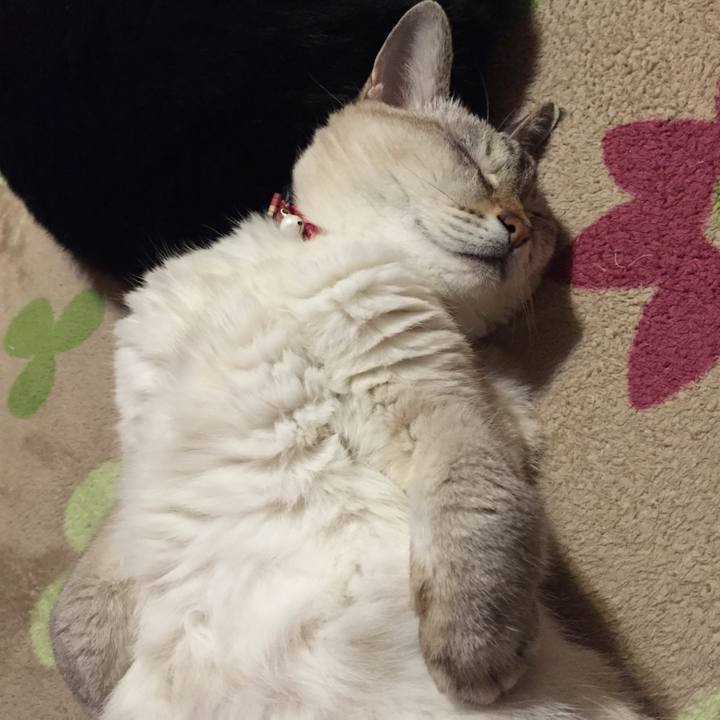 D6fa23a8 1f8e 4762 b177 5b2285d48e8e 1542022393282