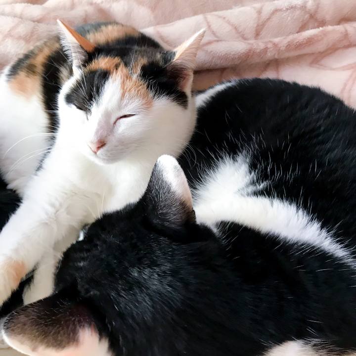 D6fa779e 2d89 4a82 8d3b d5a60c0854ca 1513607928560