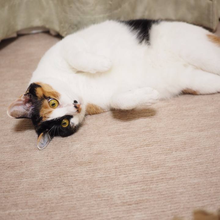 D6fadf3a 3588 47d6 a02c 32658d84b2eb 1529880561627