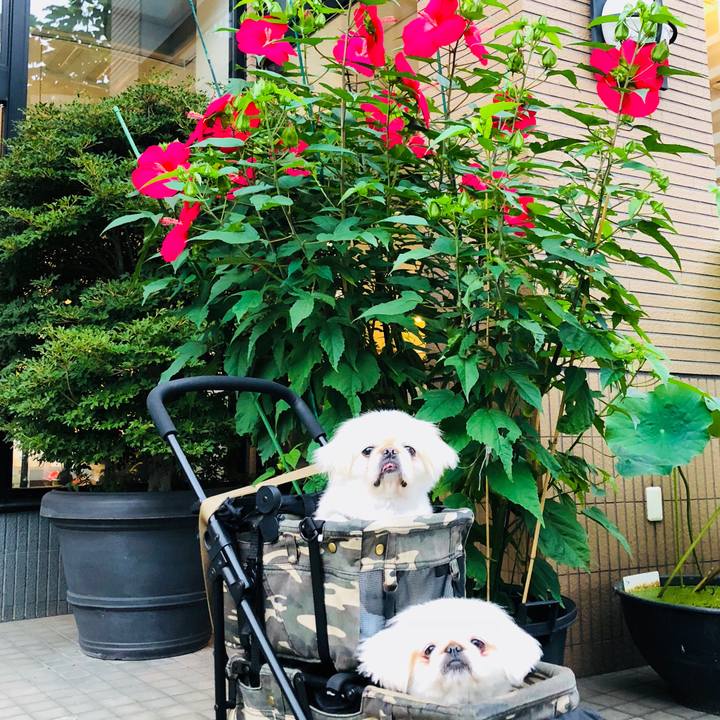 D6fcb264 a0de 4131 9919 1fcf305ee838 1595538810811