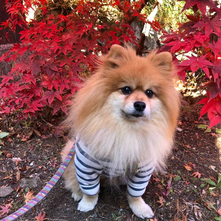 D6fcc79a 0307 4a6b 9a04 16997abeb1dd 1605561572746