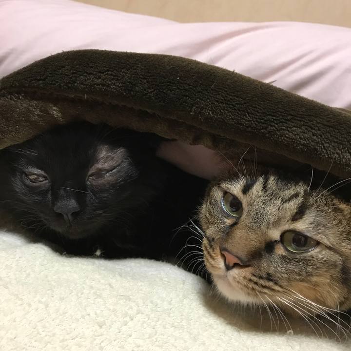 D6fe9ce8 963c 4f4c 94e4 18104743ad5c 1516193744707