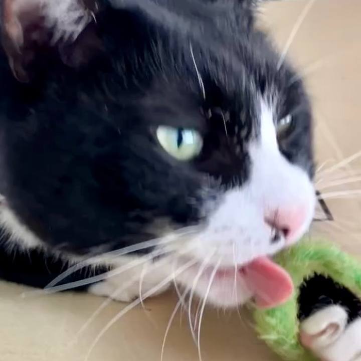 D6ff4d69 cd31 4912 a405 b30ef2df728c 1730785680511