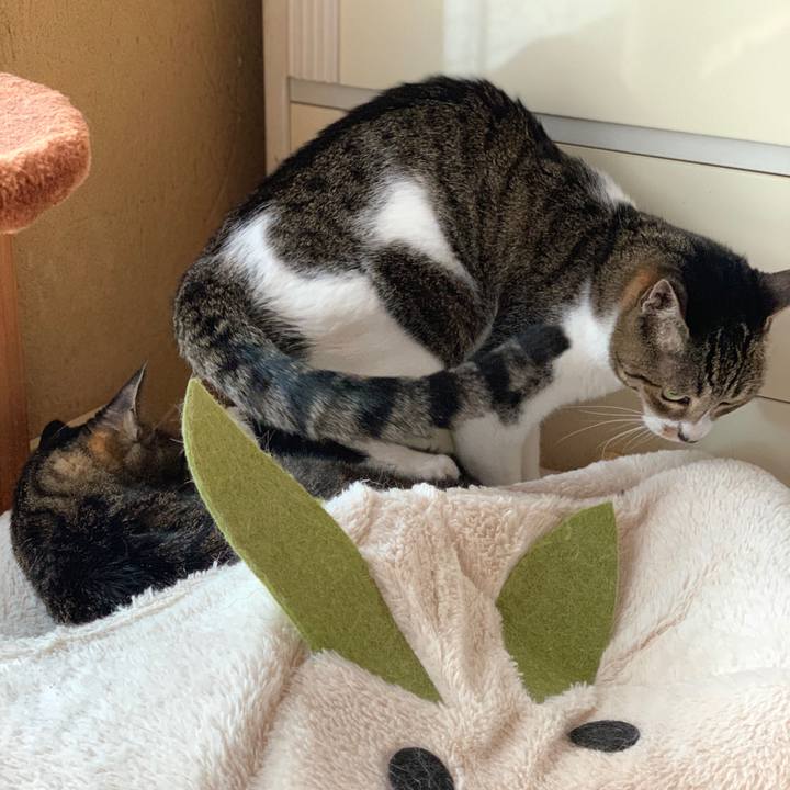 D701041a ac05 48dc a730 e2ed09d125b9 1595985572943