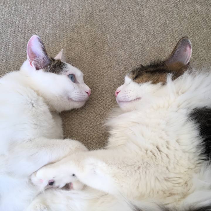 D7016ac6 6c0f 456b abb1 5d42b61d1621 1518405498474