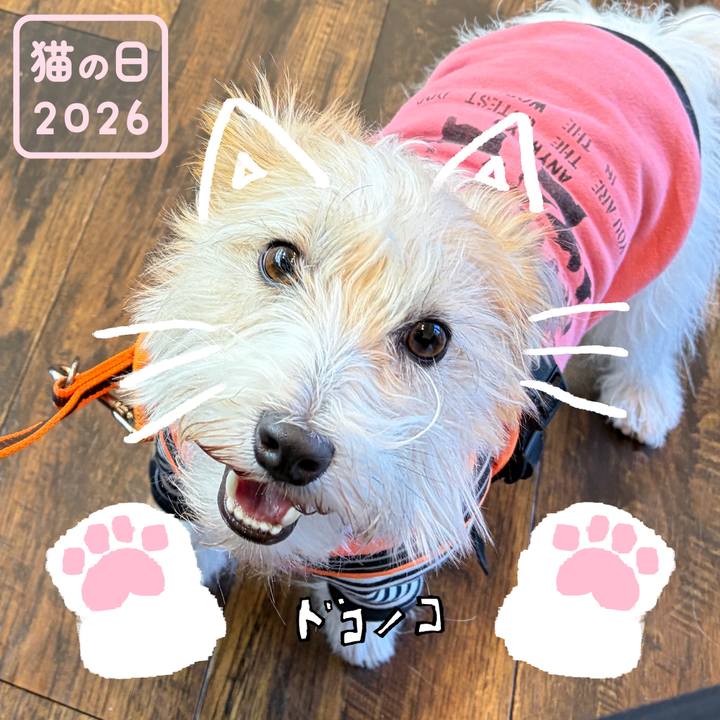 D70654b2 a428 4284 8d35 bb3953d2a5fc 1771713391561