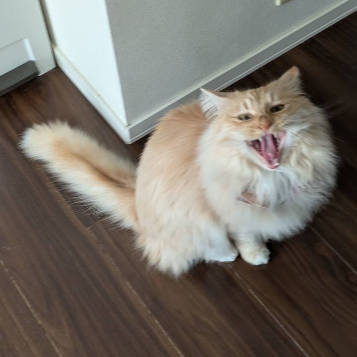 D706eff4 b0d8 4eff 8256 b85764ed326c 1745204114801