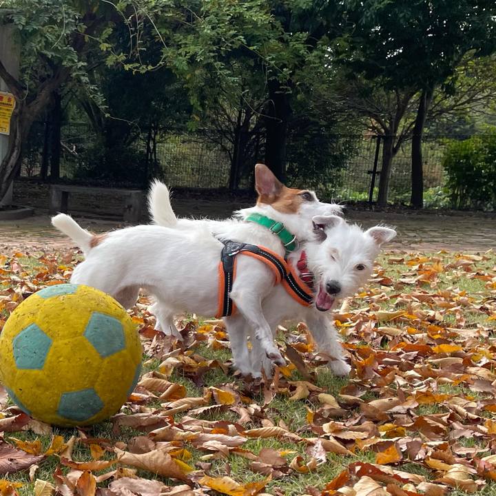 D709fe28 98a2 4665 8061 0774b5cc524f 1762394917820