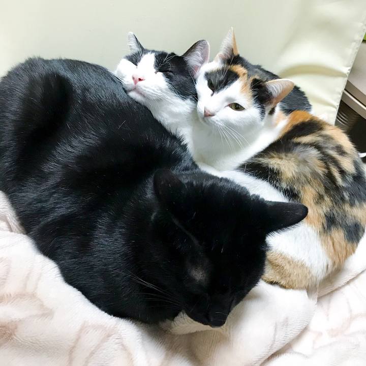 D70a5e05 f545 4cb7 9237 415e715bcffe 1513948841711