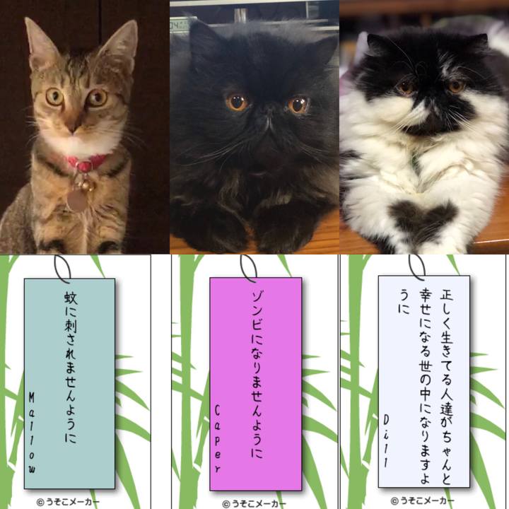 D70af332 00e0 4816 8dae bf2bb9a6a06e 1562508087525