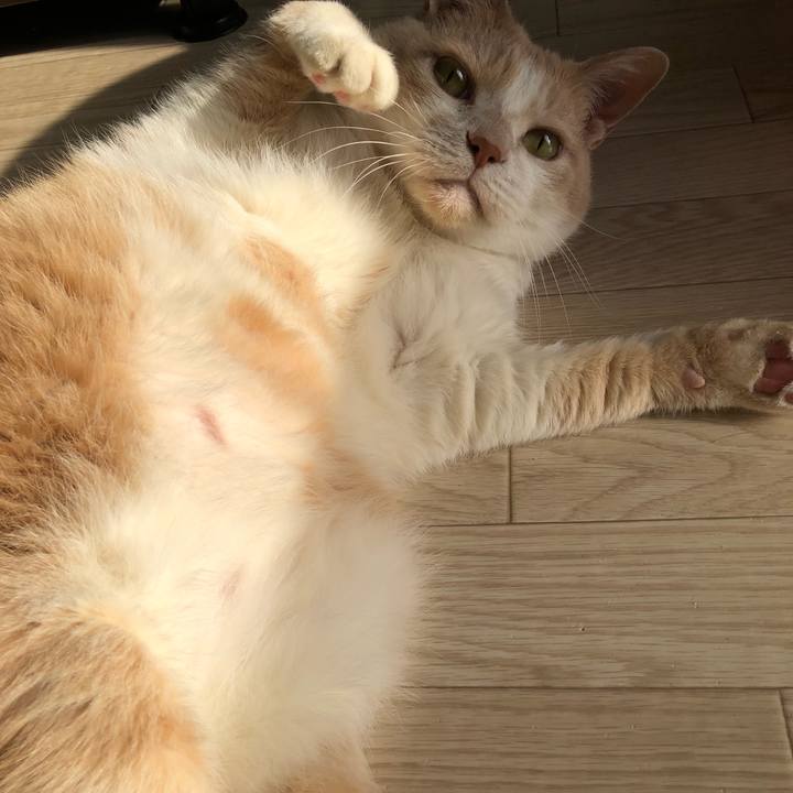 D70b8700 f42b 4338 bdc5 2b81050b9ed7 1554418869342