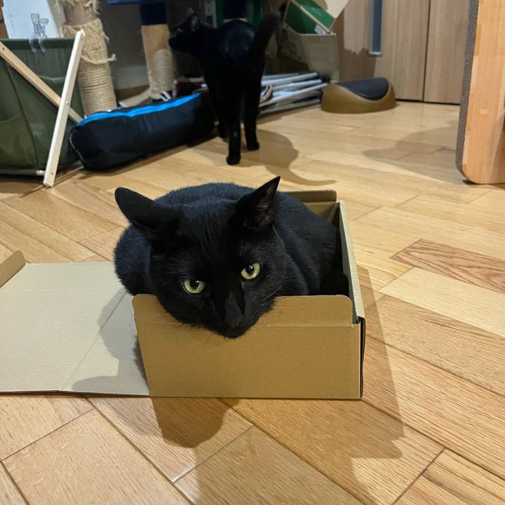 D70c9f4e a353 4a96 964a 61bd0e9e9e0a 1717768023624