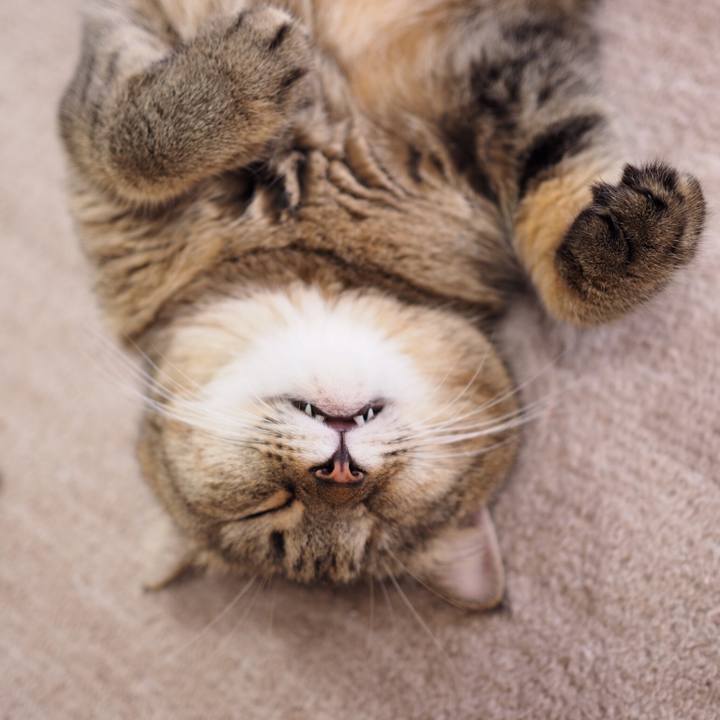 D70efda7 705b 401d 806c 3439d2acf5ae 1538561638248