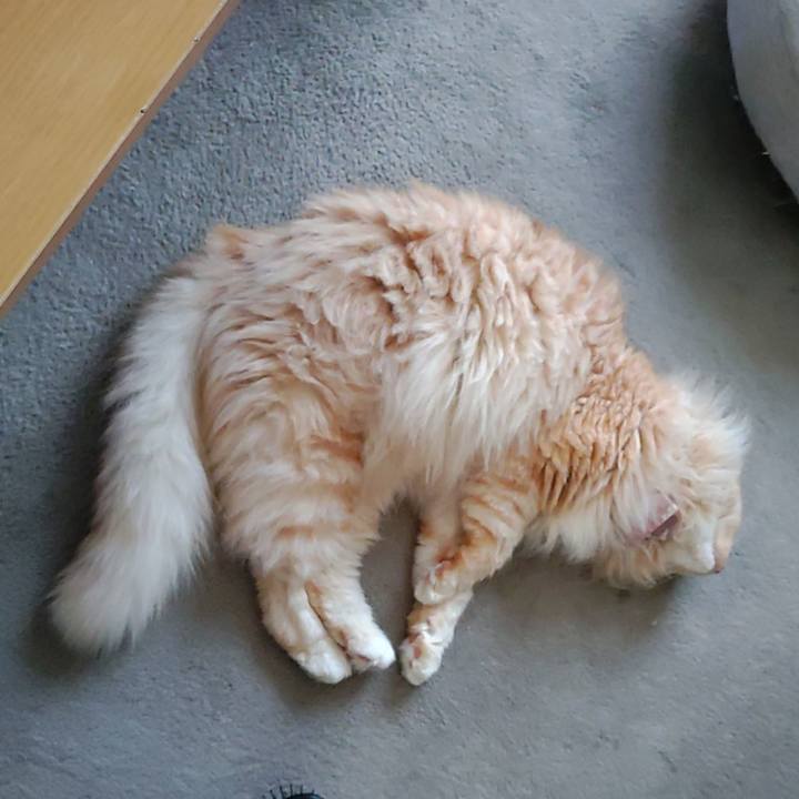 D717f492 351a 4e53 8a38 42dbd8d09a95 1717570063298