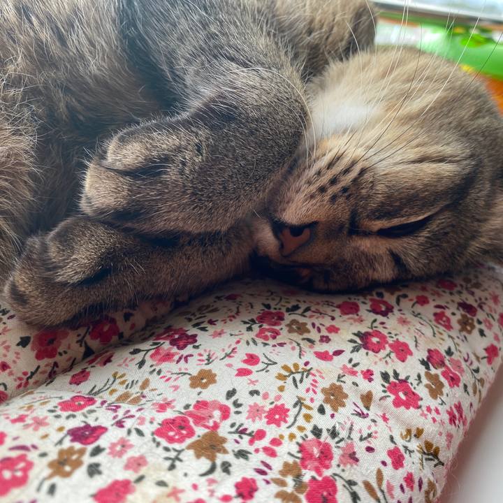 D71a4422 4086 4e2a bf1d b3d061aeccb5 1614495132188