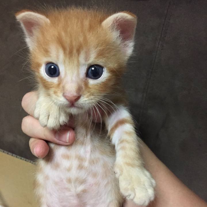 D72238ca 46db 436b a8cd dbaee766146a 1532256956857