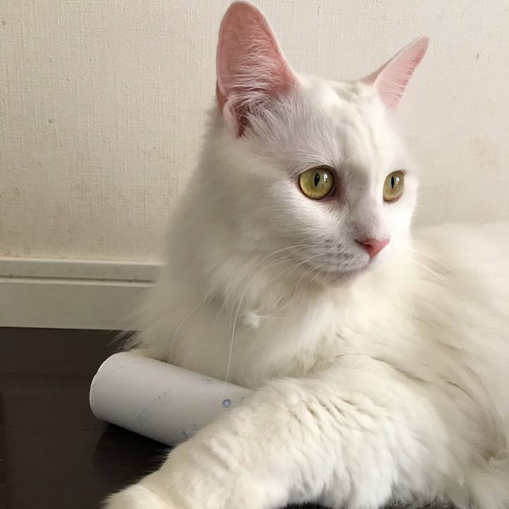 D722f4a3 c623 408f a360 f136c484e50b 1538911429326