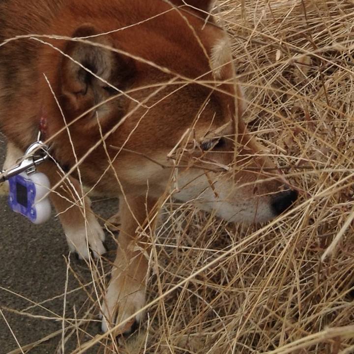 D7240427 18cf 4662 800a c7c64eadf0fa 1513325061000