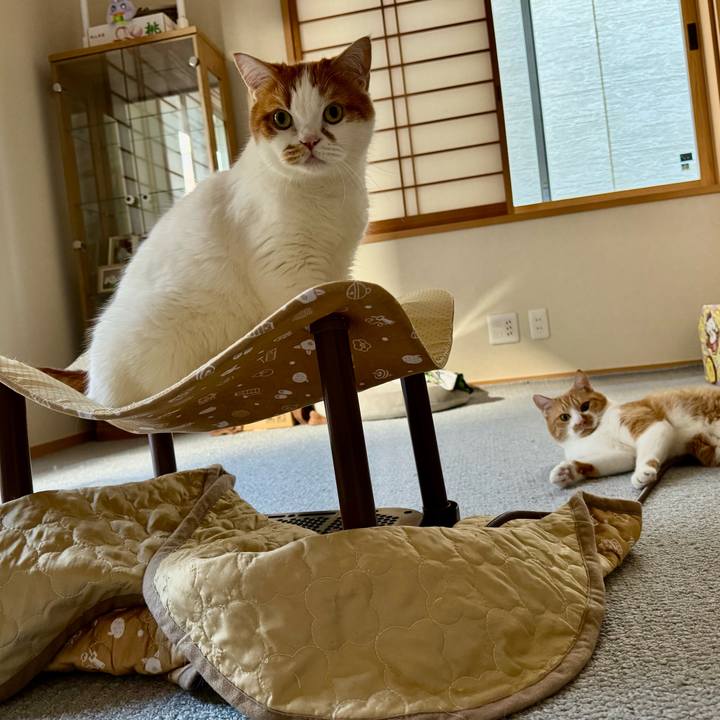 D7240f33 b841 41d1 9583 0448fe944bd7 1766371187619