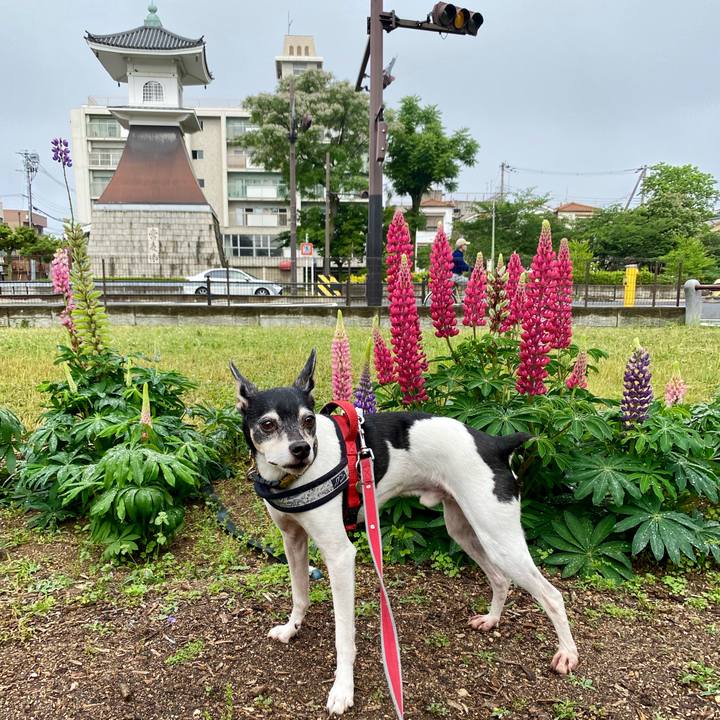 D7278ea6 b04e 4be3 9f28 d31623a425a0 1589679461627