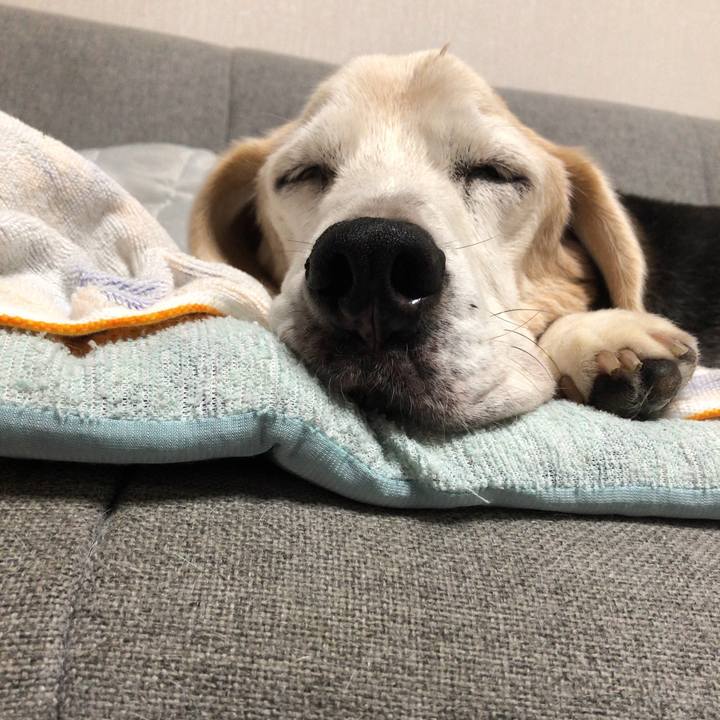 D727a455 ad51 4d4a 9b03 73f39313a8f5 1626352070304