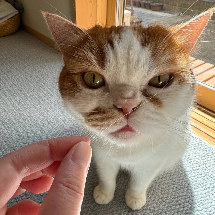 D72822f8 15df 4419 ba96 c479f13fc249 1772932725386