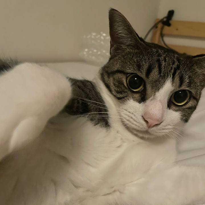 D7294a7a 3dae 4141 951c 5596b522c6b9 1760204304874