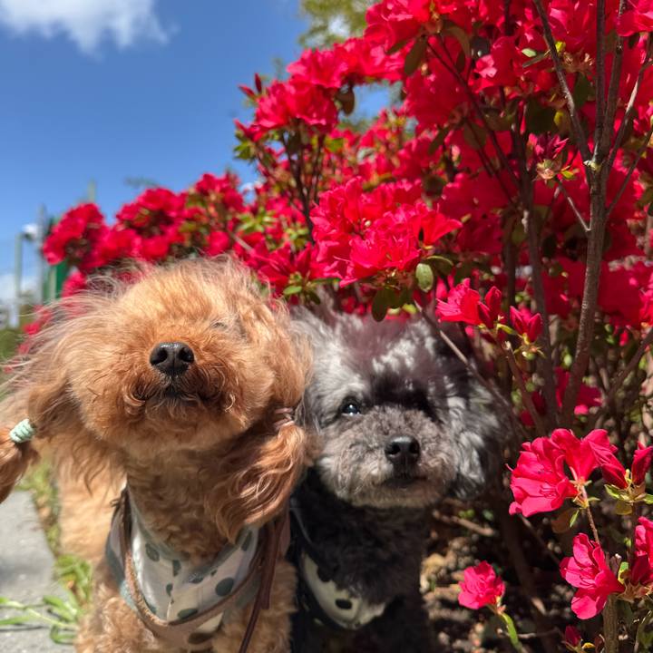 D729e4bf 7c3e 432e a61b 7fb0e1f4c0a7 1745883038374