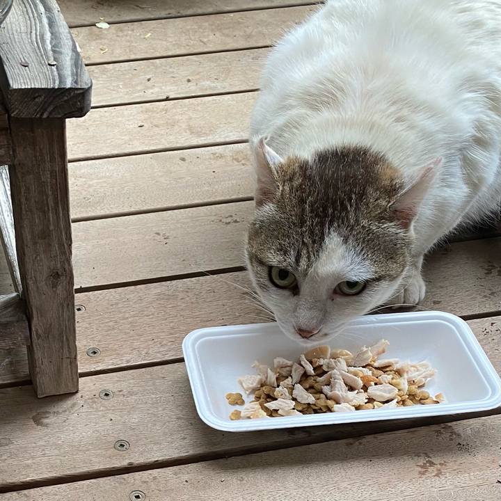 D72a0fd5 2cfb 4a91 a14c accd4537908e 1621377535420